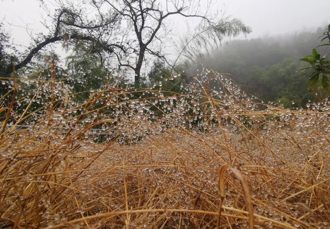 阳后恢复慢,化痰是关键(附调理方法) - 第2张 阳后恢复慢,化痰是关键(附调理方法) - 第2张