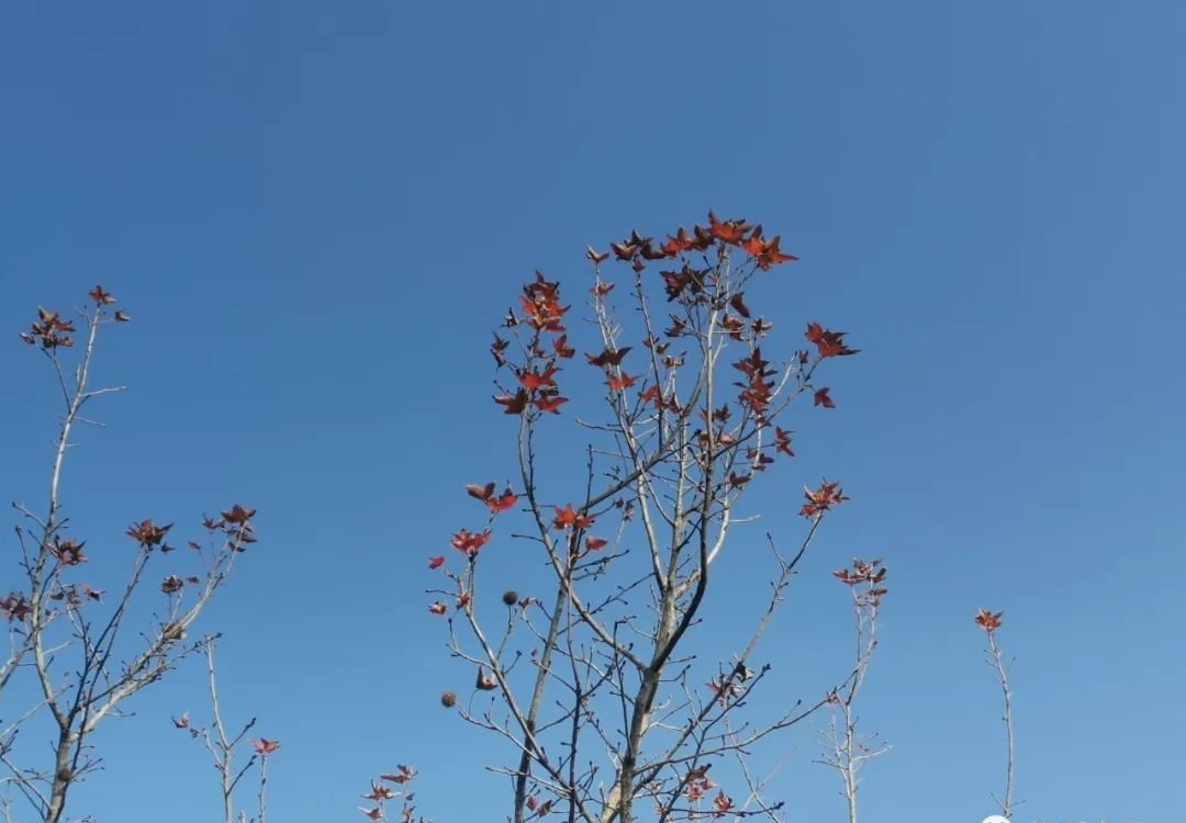 蒙脱石散一夜脱销,有哪些中成药不能忽略? - 第2张 蒙脱石散一夜脱销,有哪些中成药不能忽略? - 第2张