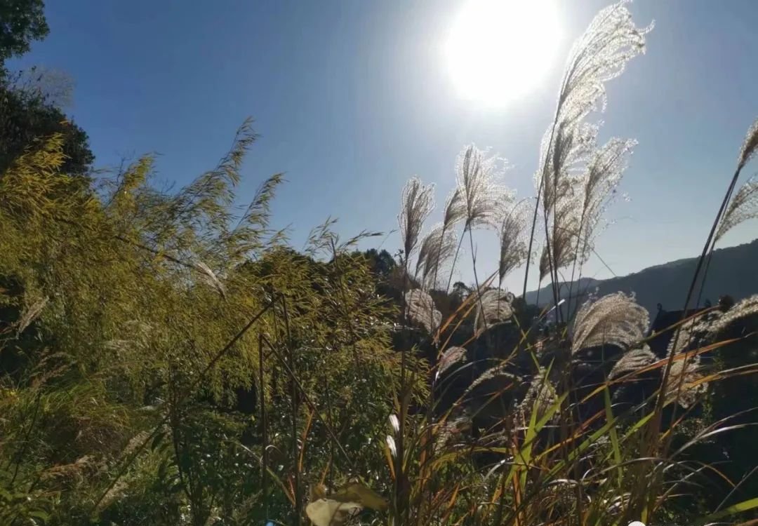 感染后期咳嗽痰多？解决方法在这里 - 第2张