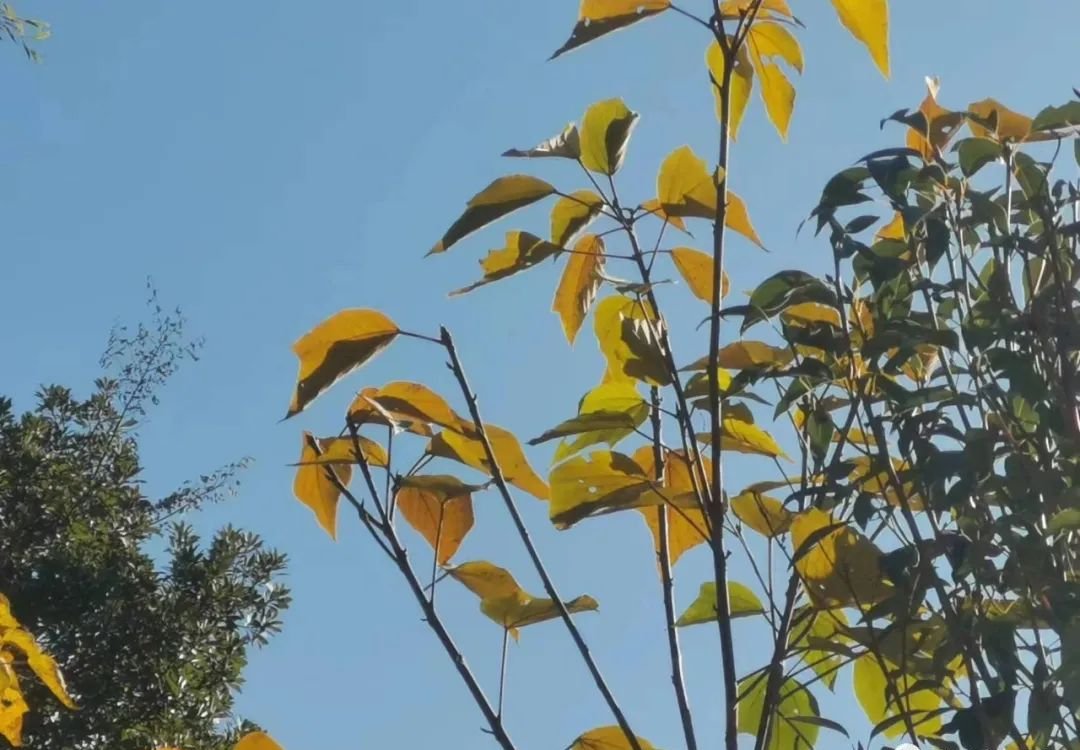 不是每个人都适合连花清瘟，有一个中成药更值得了解 - 第2张
