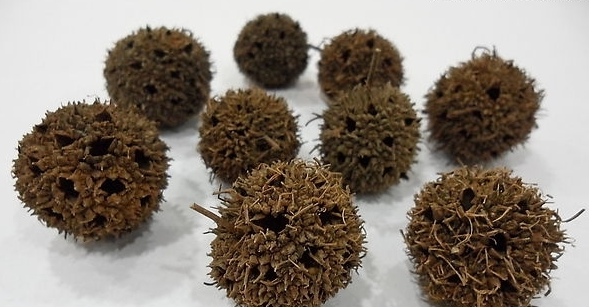 荨麻疹,有一味中药能除根 - 第2张 荨麻疹,有一味中药能除根 - 第2张