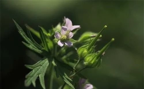 有一味中药，可疗各种风湿疼痛 - 第2张