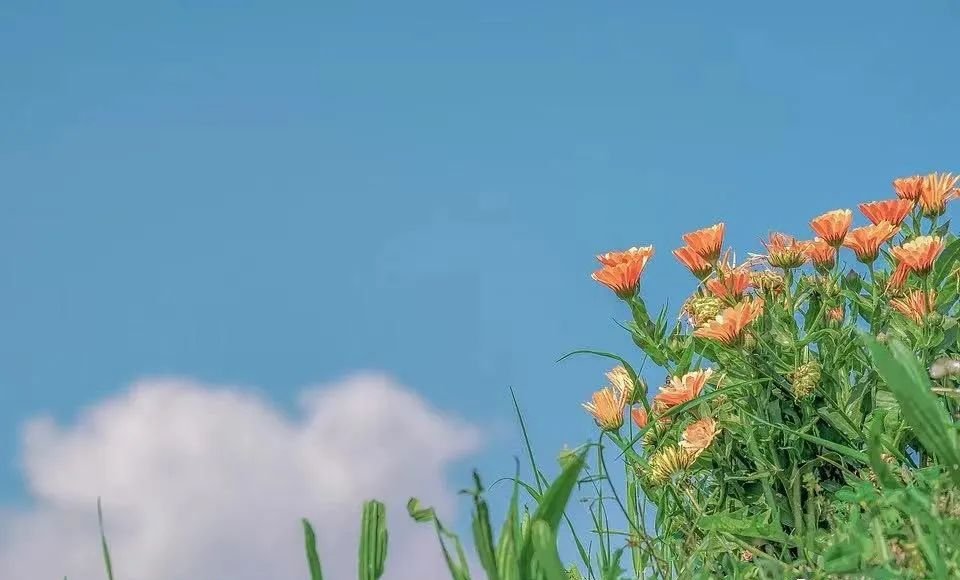 这个脾之果,夏天常吃,能避邪气,固正气 - 第2张 这个脾之果,夏天常吃,能避邪气,固正气 - 第2张