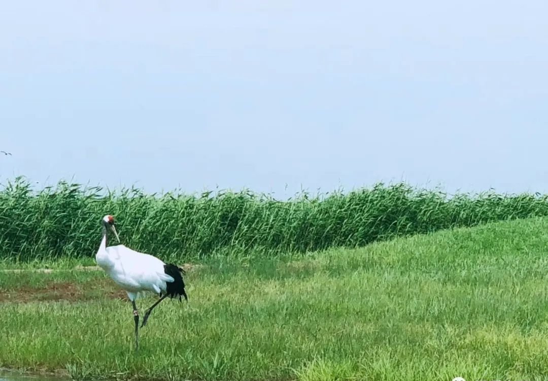 一个勇猛的方子,破一切积聚包块,效如灵丹 - 第2张 一个勇猛的方子,破一切积聚包块,效如灵丹 - 第2张