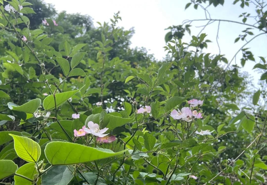 夏天的皮肤瘙痒,有一个中成药,止痒如神 - 第2张 夏天的皮肤瘙痒,有一个中成药,止痒如神 - 第2张