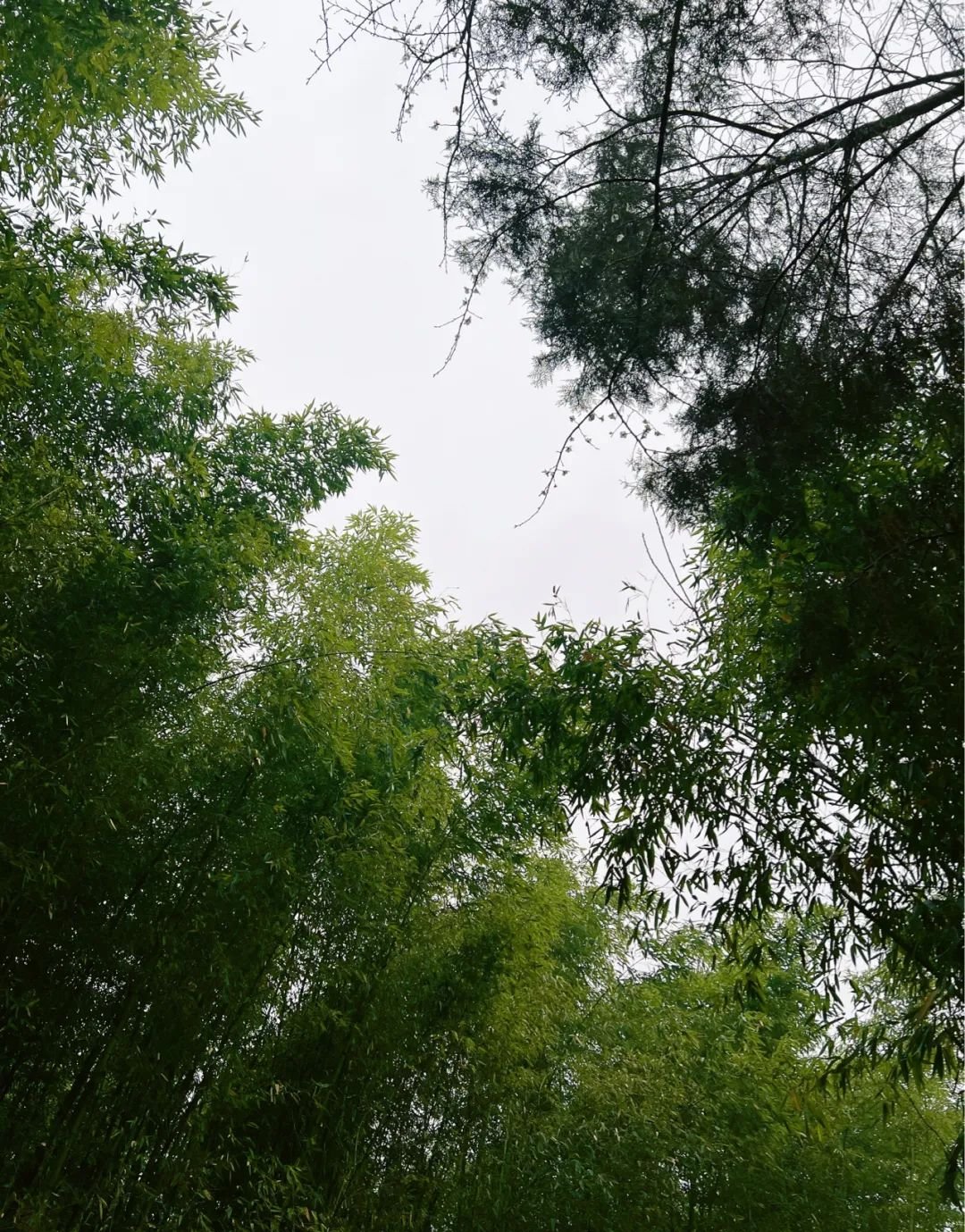 调理五脏，从调补脾胃开始，这个方子补五脏之虚 - 第1张