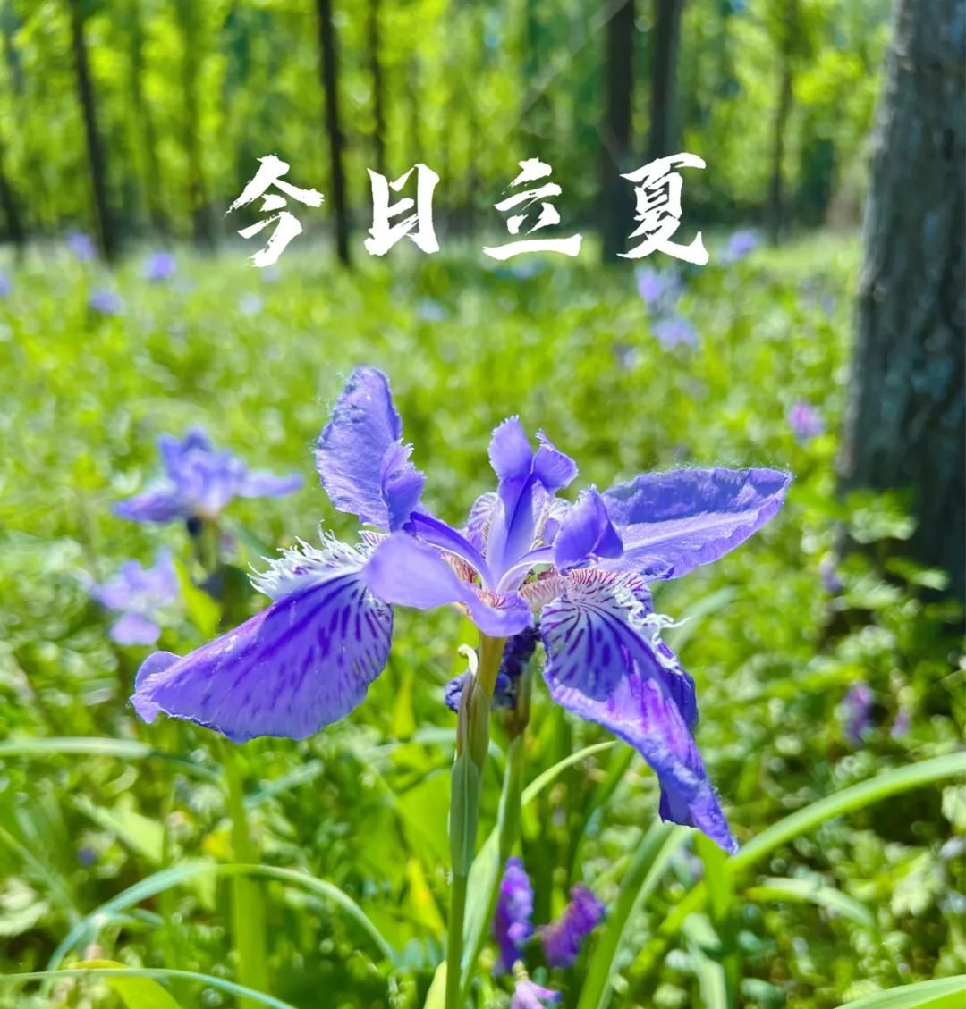 夏季养生，重在养心，一个中成药，给心脏添动力 - 第2张