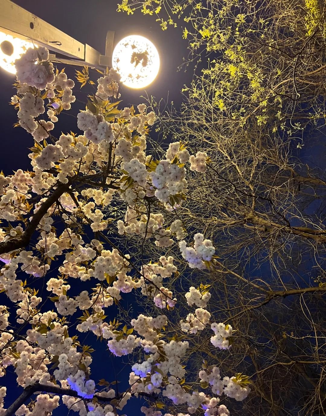 半夜总醒是心火旺,一个中成药,扑灭心火,火去人安 - 第1张 半夜总醒是心火旺,一个中成药,扑灭心火,火去人安 - 第1张