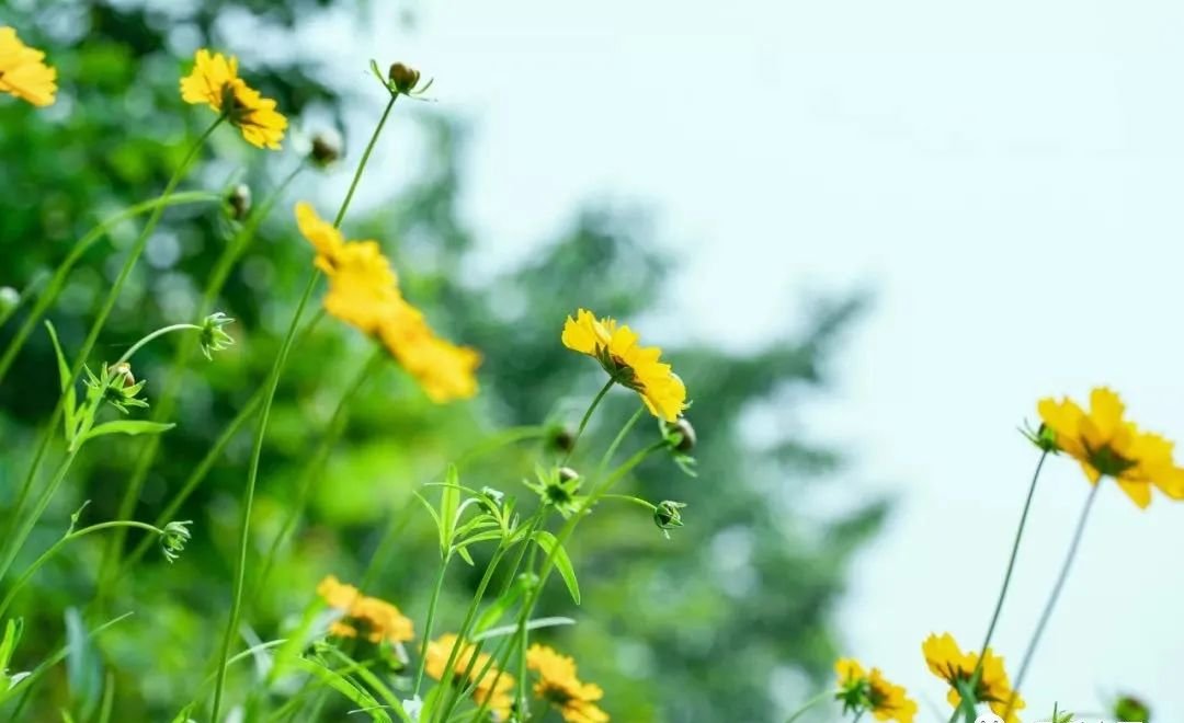中伏，除病根的绝佳时机，艾灸一个穴位，秋冬不生病！ - 第2张