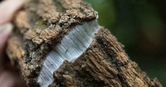 治腰痛，有一味中药很管用 - 第2张