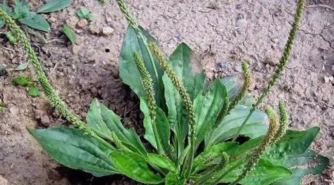 一味车前草，养生大功效！车前草的7大顶级妙用，知道的人并不多 - 第2张