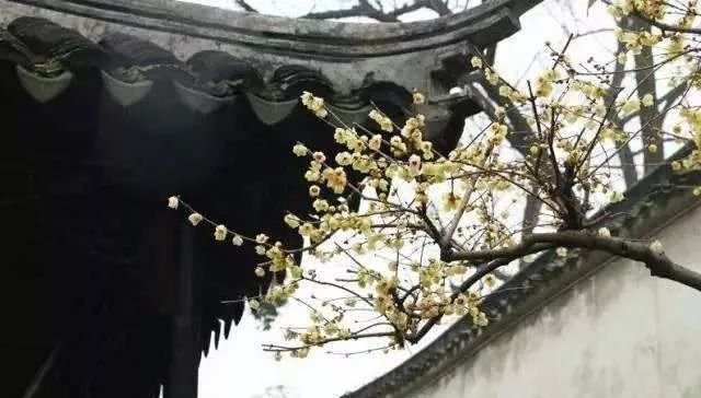 牙痛第一神方，金元名医李东垣5味药，有立刻止痛之效 - 第2张