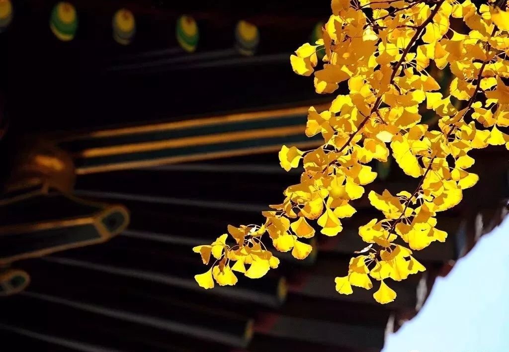 中气虚,全身虚!一个百年名方,治“气虚百病”! - 第2张 中气虚,全身虚!一个百年名方,治“气虚百病”! - 第2张