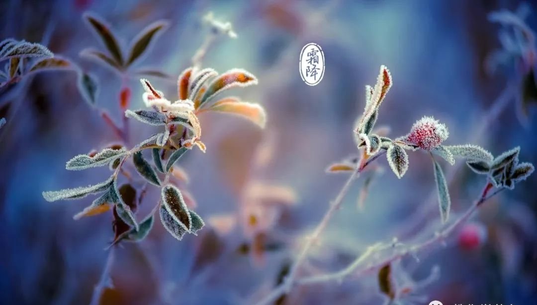 一年补到头,不如补霜降!霜降灸此穴,胜吃母鸡加补药 - 第4张 一年补到头,不如补霜降!霜降灸此穴,胜吃母鸡加补药 - 第4张