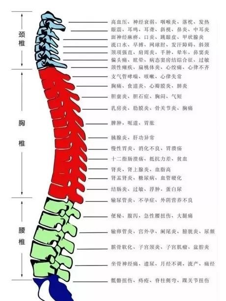 灸通背部“一脉三关”,升一身之阳,断一冬之病 - 第2张 灸通背部“一脉三关”,升一身之阳,断一冬之病 - 第2张
