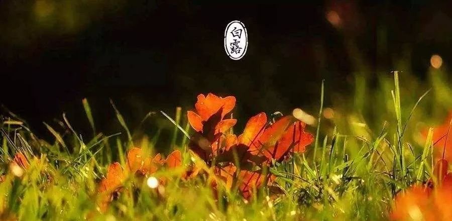 白露 | 肺不好的人请记住:咳嗽气喘,就找太渊! - 第2张 白露 | 肺不好的人请记住:咳嗽气喘,就找太渊! - 第2张