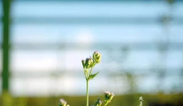 今日处暑，又到了节气相交的关键1天！艾灸带来4大好处 - 第4张