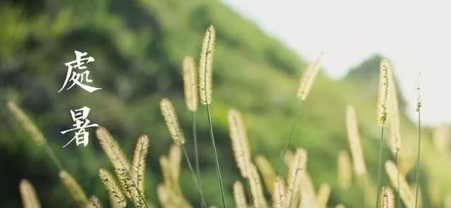 今日处暑，又到了节气相交的关键1天！艾灸带来4大好处 - 第6张
