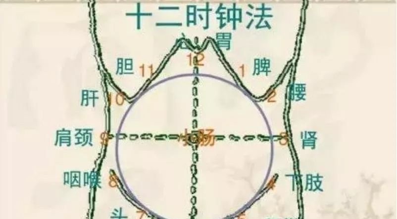 一切腹部问题,都可找此穴!既能调和脾胃,又能增强免疫! - 第3张 一切腹部问题,都可找此穴!既能调和脾胃,又能增强免疫! - 第3张