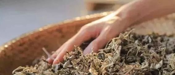 艾草就是女人仙草!除了艾灸,还有什么妙处你不知道? - 第4张 艾草就是女人仙草!除了艾灸,还有什么妙处你不知道? - 第4张