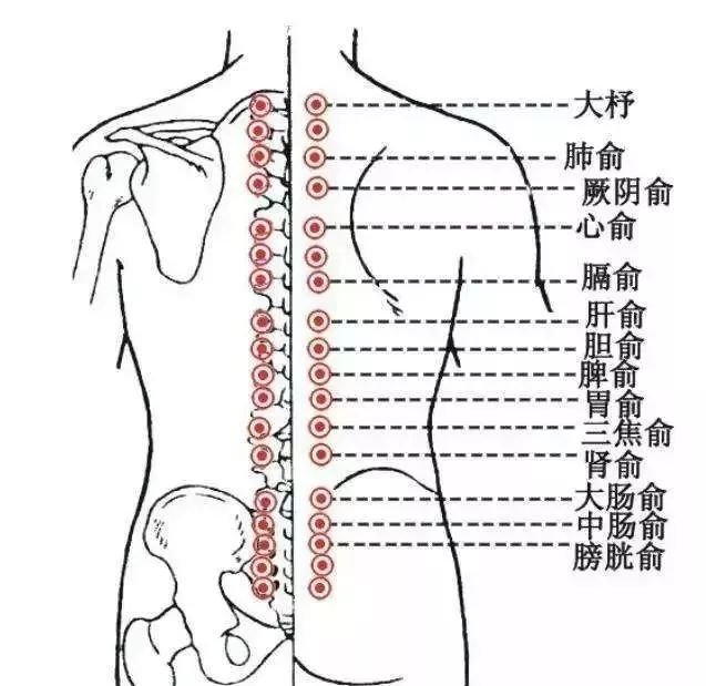 冬病夏治,根治慢性病的黄金时机!抓住这个机会 - 第5张 冬病夏治,根治慢性病的黄金时机!抓住这个机会 - 第5张