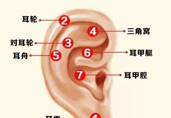 灸好“四根”,百病不入! - 第6张 灸好“四根”,百病不入! - 第6张