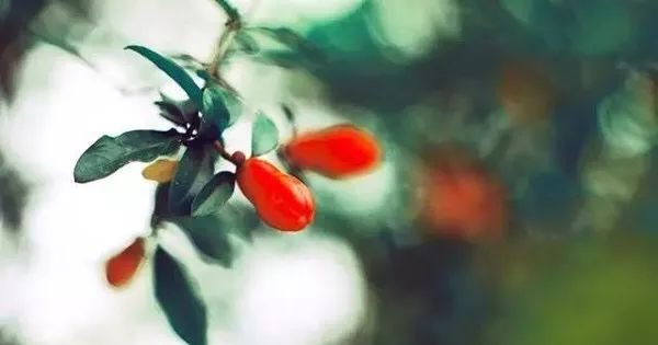 心若不明,五脏皆病!疾病断根还得靠养心!夏季养心,莫失艾灸! - 第2张 心若不明,五脏皆病!疾病断根还得靠养心!夏季养心,莫失艾灸! - 第2张