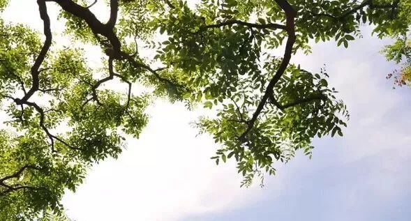 心若不明,五脏皆病!疾病断根还得靠养心!夏季养心,莫失艾灸! - 第4张 心若不明,五脏皆病!疾病断根还得靠养心!夏季养心,莫失艾灸! - 第4张