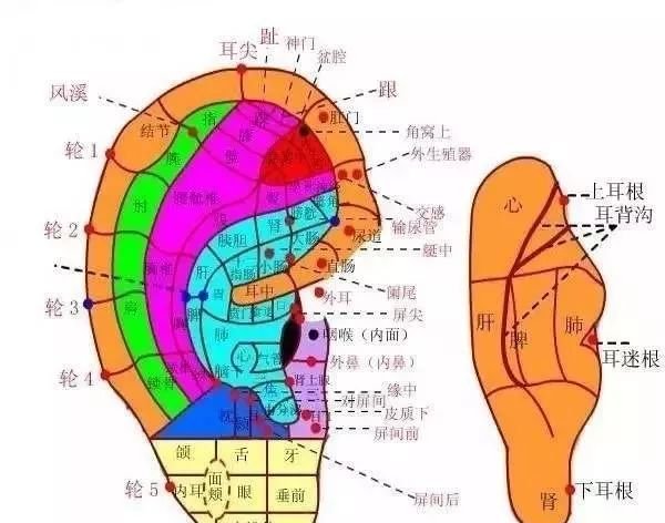 这个部位跟肚脐一样重要,不妨经常灸一灸! - 第2张 这个部位跟肚脐一样重要,不妨经常灸一灸! - 第2张