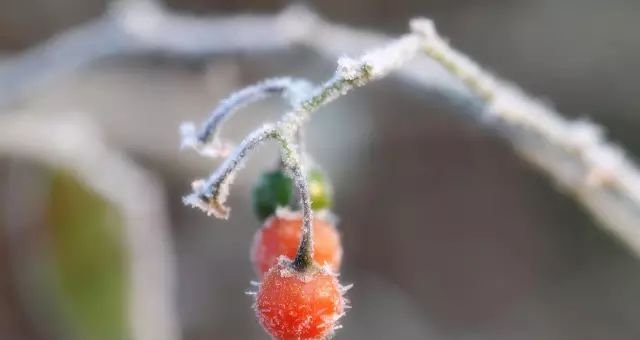 今日霜降 ~ 全家这么做 ~ 一年少生病! - 第3张 今日霜降 ~ 全家这么做 ~ 一年少生病! - 第3张
