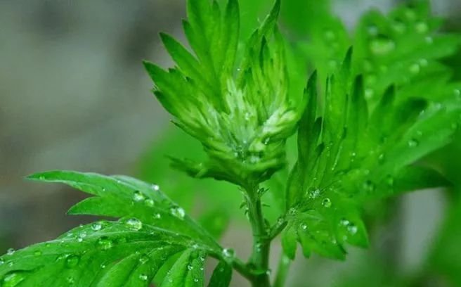 只须灸透一个穴,经络全通不生病! - 第5张 只须灸透一个穴,经络全通不生病! - 第5张