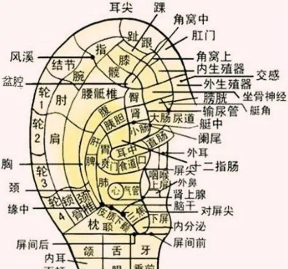耳朵就是人体的“养生丹”,艾灸耳朵10分钟,五脏六腑气血通! - 第3张 耳朵就是人体的“养生丹”,艾灸耳朵10分钟,五脏六腑气血通! - 第3张