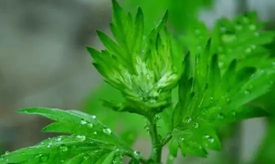 艾灰千万别扔,谁扔谁后悔! - 第3张 艾灰千万别扔,谁扔谁后悔! - 第3张