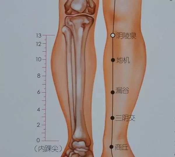健脾祛湿第一穴,用对了相当于10个老中医! - 第3张 健脾祛湿第一穴,用对了相当于10个老中医! - 第3张