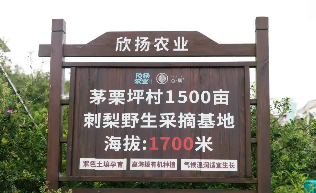 远方好物|产品故事:她放弃百万年薪,只为深山里的“黄金果” - 第2张 远方好物|产品故事:她放弃百万年薪,只为深山里的“黄金果” - 第2张